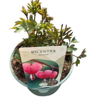 Dicentra Spectabilis 'Pink'