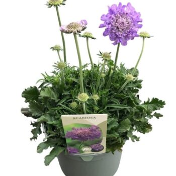 Scabiosa 'Mariposa Blue'