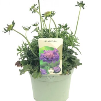 Scabiosa 'Butterfly Blue'