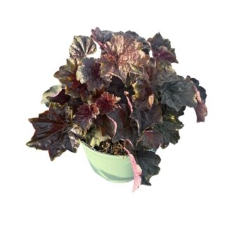 Heuchera Zwart/ Black