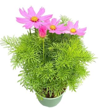 Cosmos Bipinnatus 'Pink'