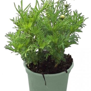 Cosmos Bipinnatus 'White'