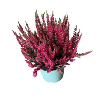Calluna 'Beauty Ladies Red'