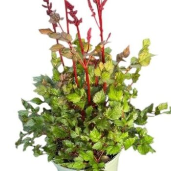 Astilbe Younique Red