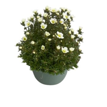 Saxifraga 'White'