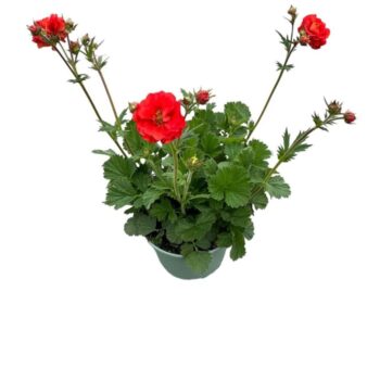 Geum 'Fiery Tempest'