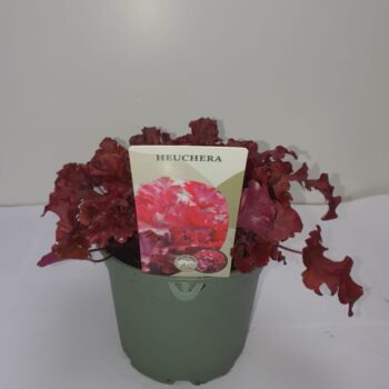 Heuchera Rood/ Red