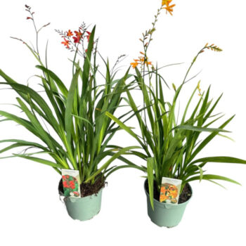 Crocosmia in soorten