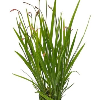 Crocosmia 'Carmine Briljant'