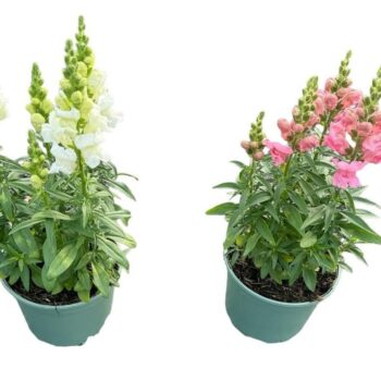 Antirrhinum in soorten