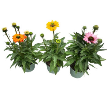 Echinacea Sunseekers in soorten