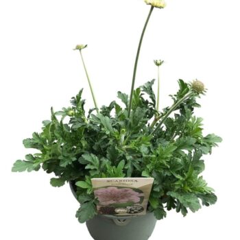 Scabiosa Incisa 'Kudo White'