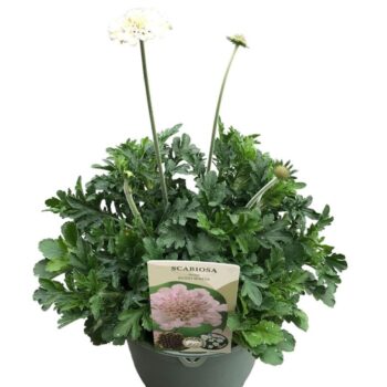 Scabiosa Incisa 'Kudo White'