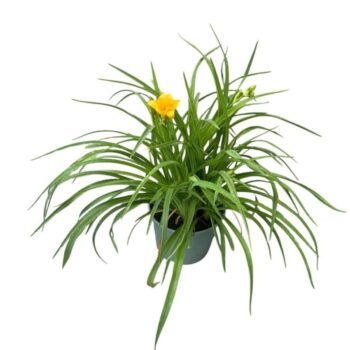 Hemerocallis 'Stella d'Oro'