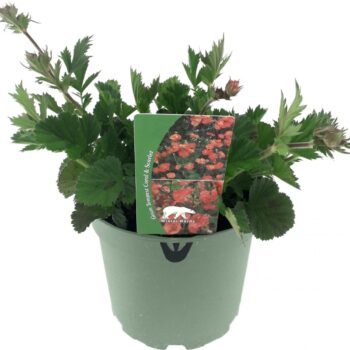 Geum 'Coral Tempest'