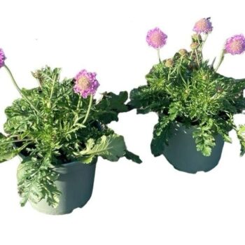 Scabiosa 'Pink Mist'
