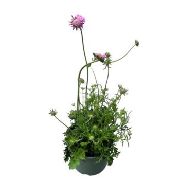 Scabiosa 'Pink Mist'