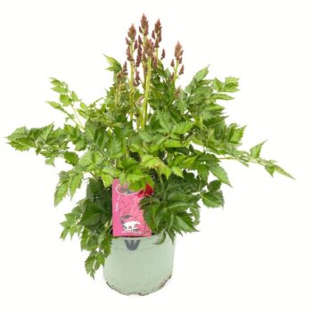 Astilbe Younique Light Pink