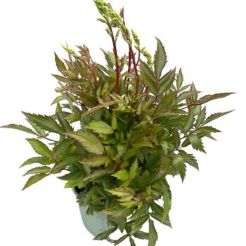 Astilbe 'Younique White'