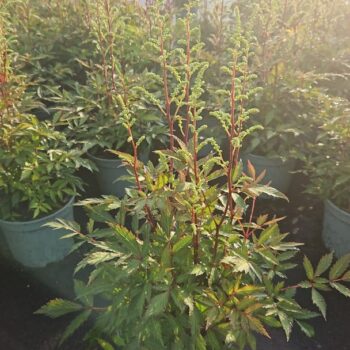 Astilbe 'Younique White'