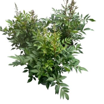 Astilbe Younique in soorten