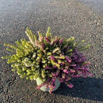 Erica Darleyensis Trio