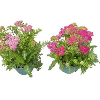 Achillea millefolium