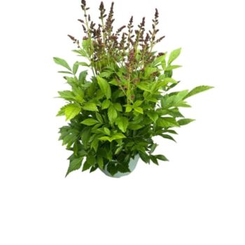 Astilbe 'Younique Red'