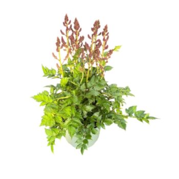 Astilbe Younique Pink