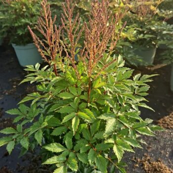 Astilbe 'Younique Lilac'