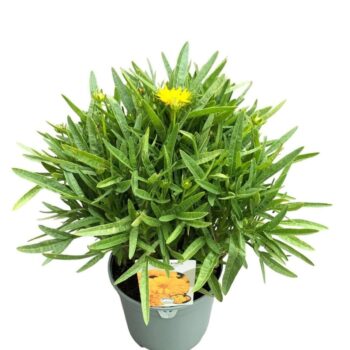 Coreopsis 'Double the Sun'