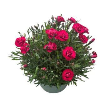 Dianthus 'Early Love'