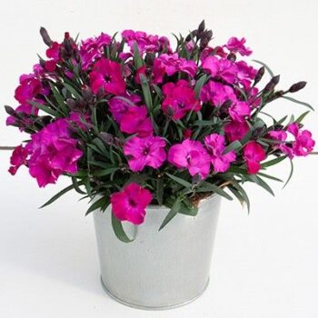 Dianthus 'Scully'