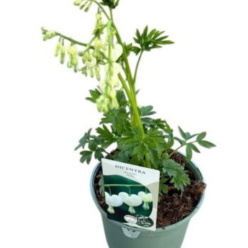 Dicentra Spectabilis 'Alba'