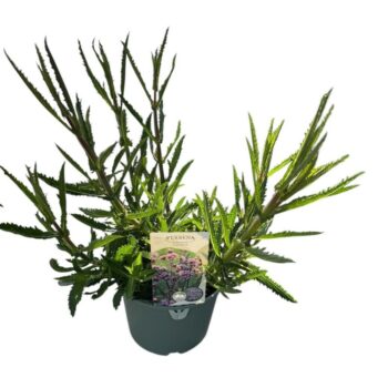 Verbena Bonariensis 'Lollipop'