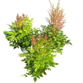 Astilbe Younique in soorten
