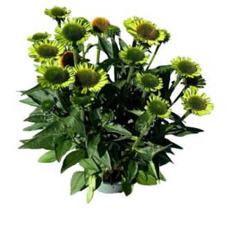 Echinacea 'SunSeekers Apple Green'