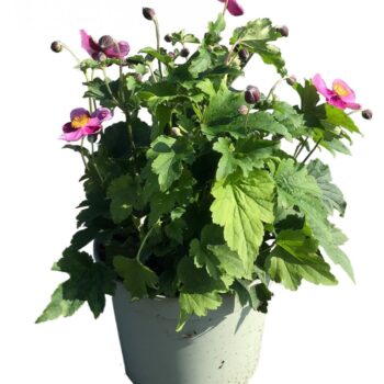 Anemone hupehensis 'Praecox'