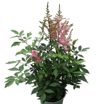 Astilbe 'Younique Pink'