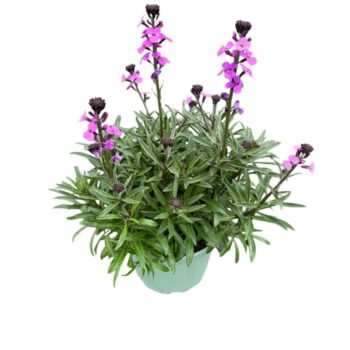 Erysimum 'Bowles Mauve'