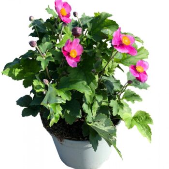 Anemone hup. 'Pamina'