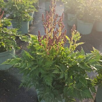 Astilbe Younique Red