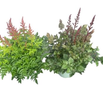 Astilbe Younique Mix