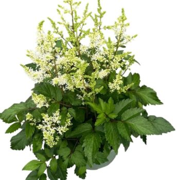 Astilbe Younique White