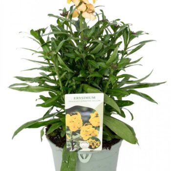 Erysimum yellow
