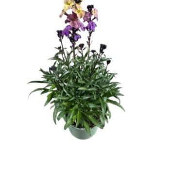 Erysimum Orange Purple Glow