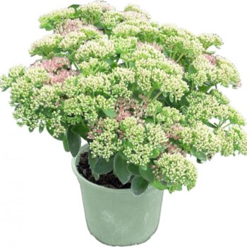 Sedum Spectabile 'Brillant'
