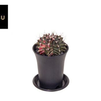 Gymno Cactus 'Variegated'