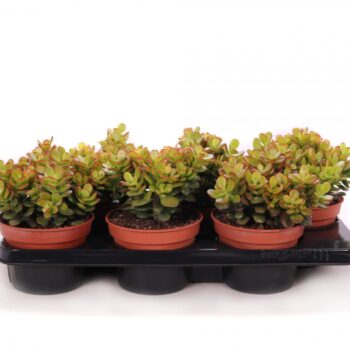 Crassula minor canarias
