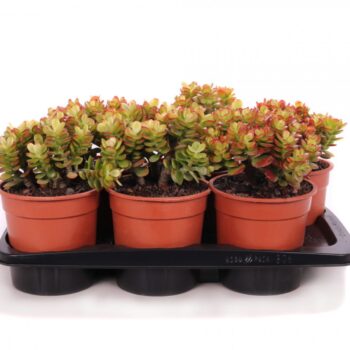 Crassula minor canarias